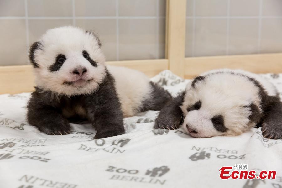 Zoo Berlin nominated for Giant Panda Global Awards