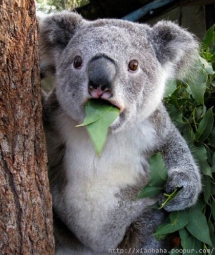 Aussie state identifies 577,000 hectares of Koala Priority Area