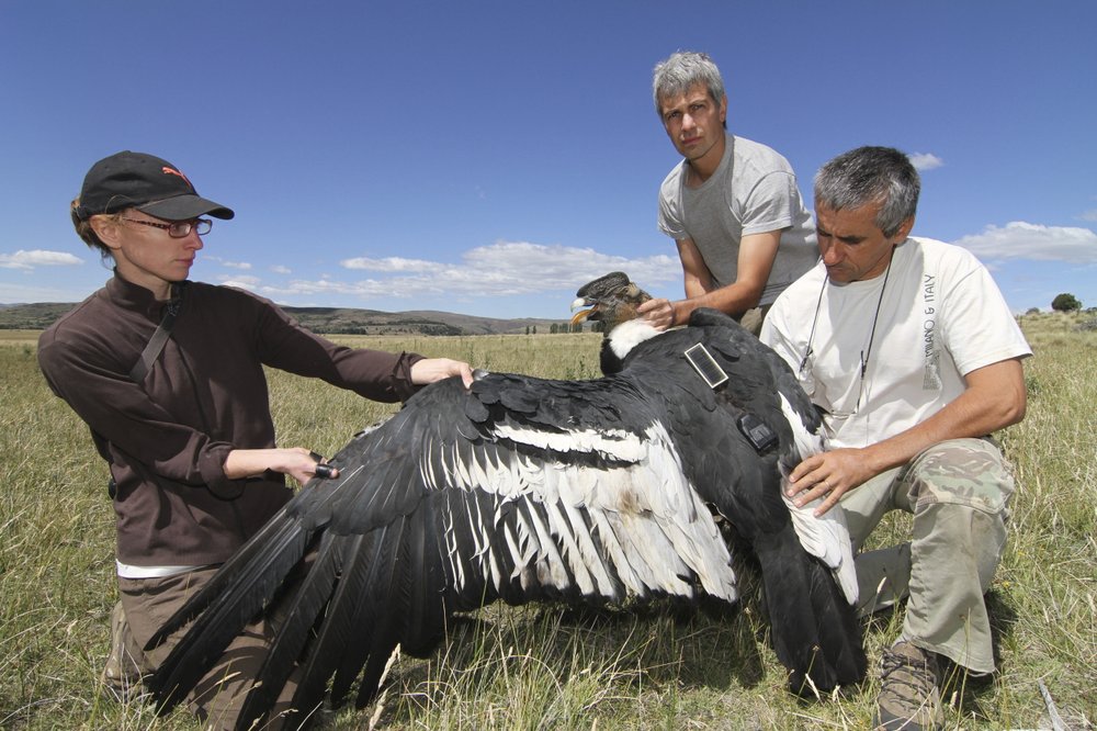 Andean condors only flap their wings 1% of the time