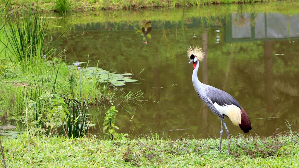 Kenyan firm launches campaign to conserve grey crowned cranes